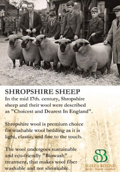 shropshire-sheep-wool